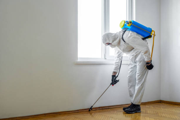 Best Rat Extermination Near Me  in Hughson, CA