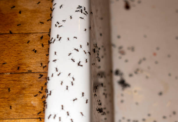 Best Cockroach Control Services  in Hughson, CA