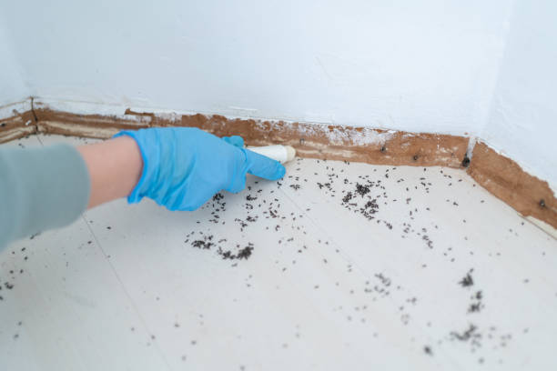 Best Termite Control Services  in Hughson, CA